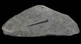 Dactylioceras Ammonite & Belemnite - Posidonia Shale #69555-1